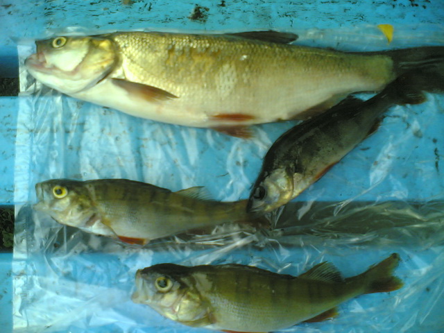 07062008(001)_измен.размер.jpg