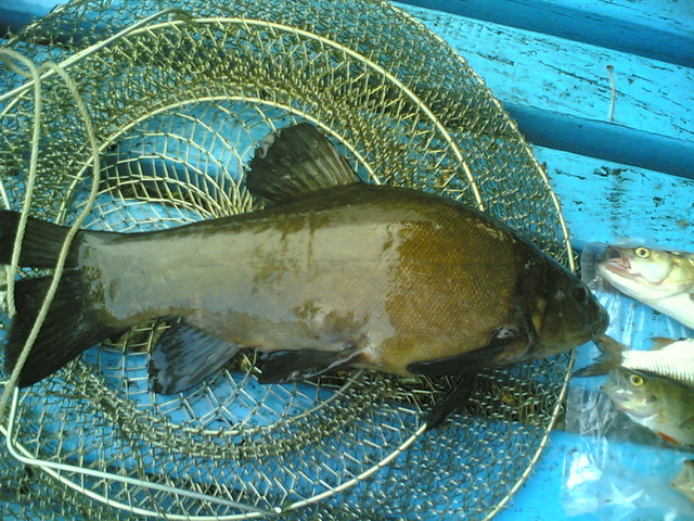 07062008(003)_измен.размер.jpg