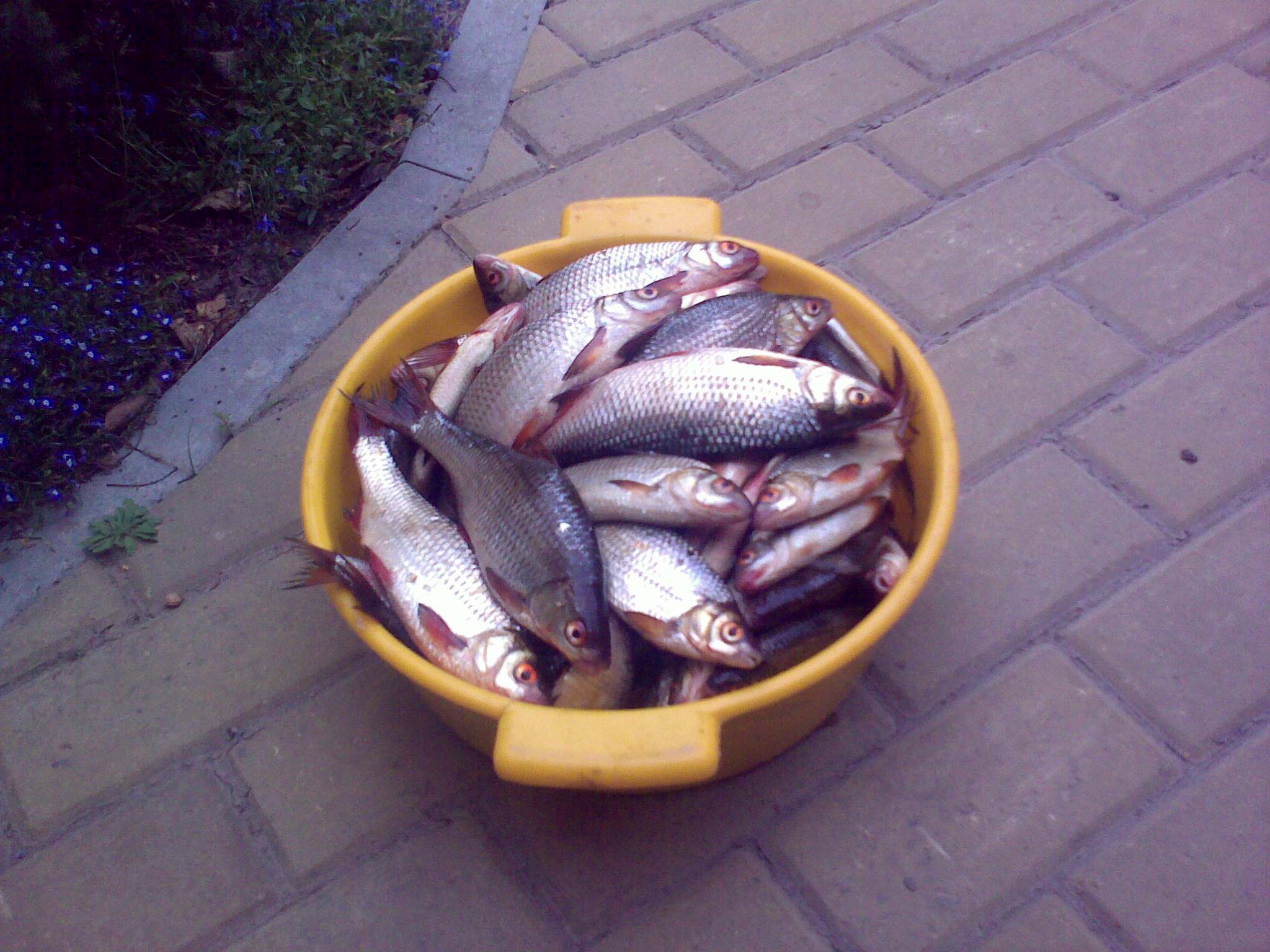 07082009156.jpg
