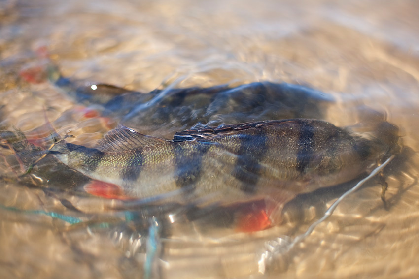 _MG_4141.jpg