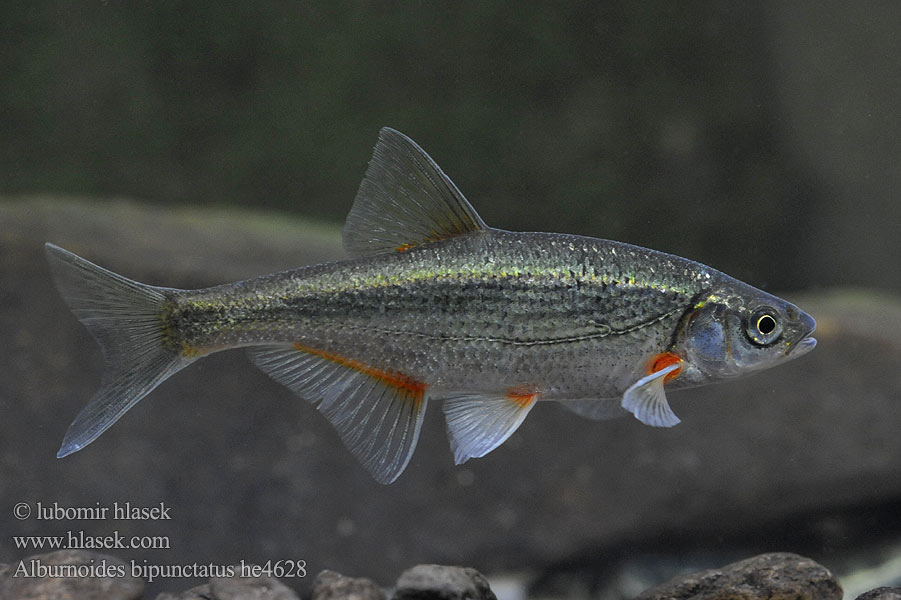 alburnoides_bipunctatus_he4628.jpg
