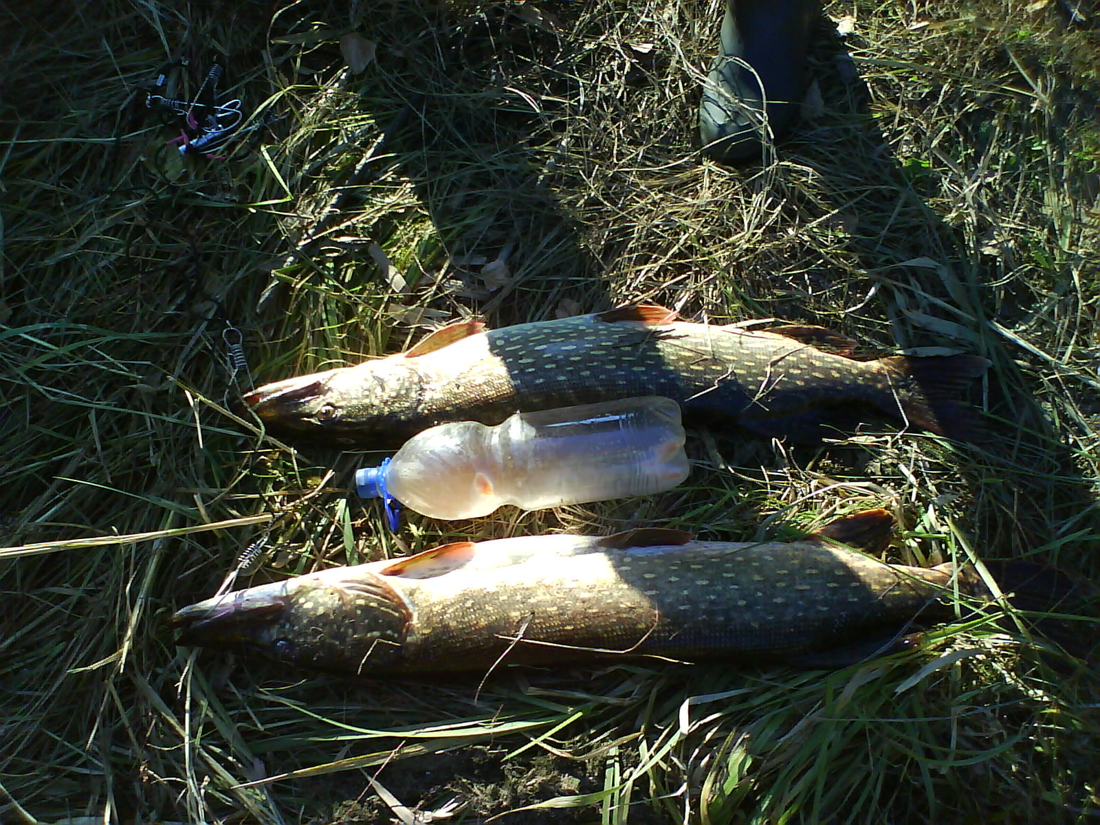 DSC00097.JPG