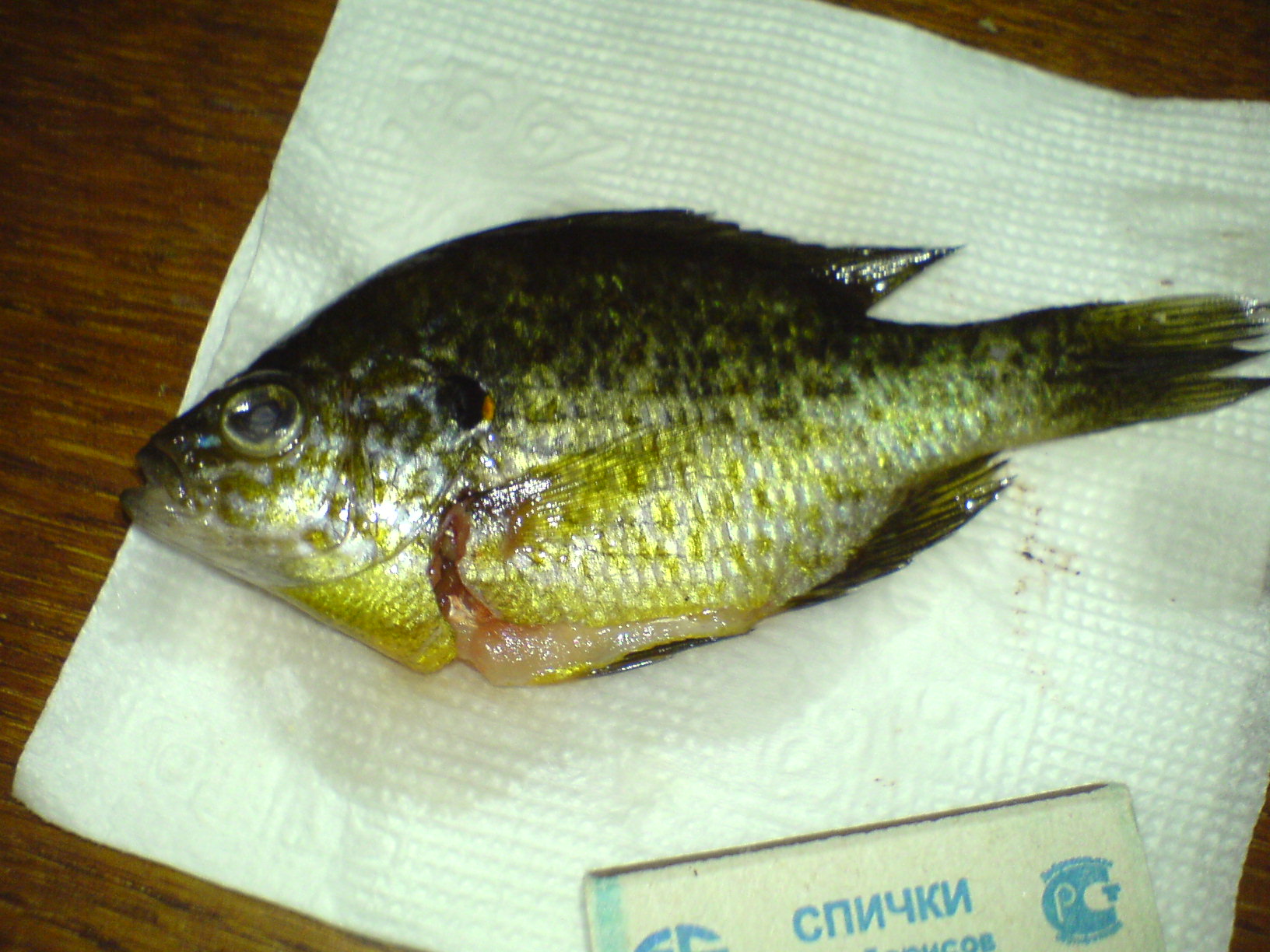 DSC00413.JPG