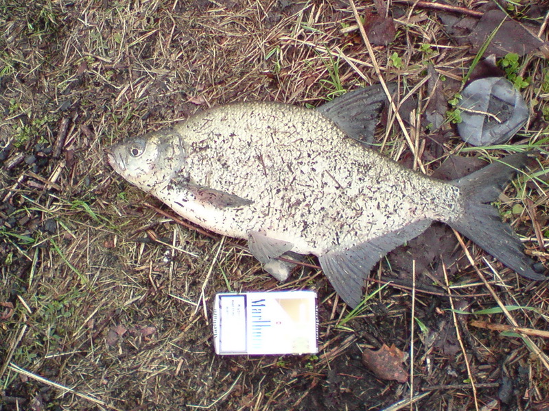 DSC00558.JPG