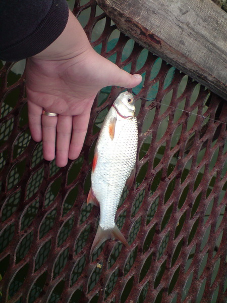 DSC00668.JPG
