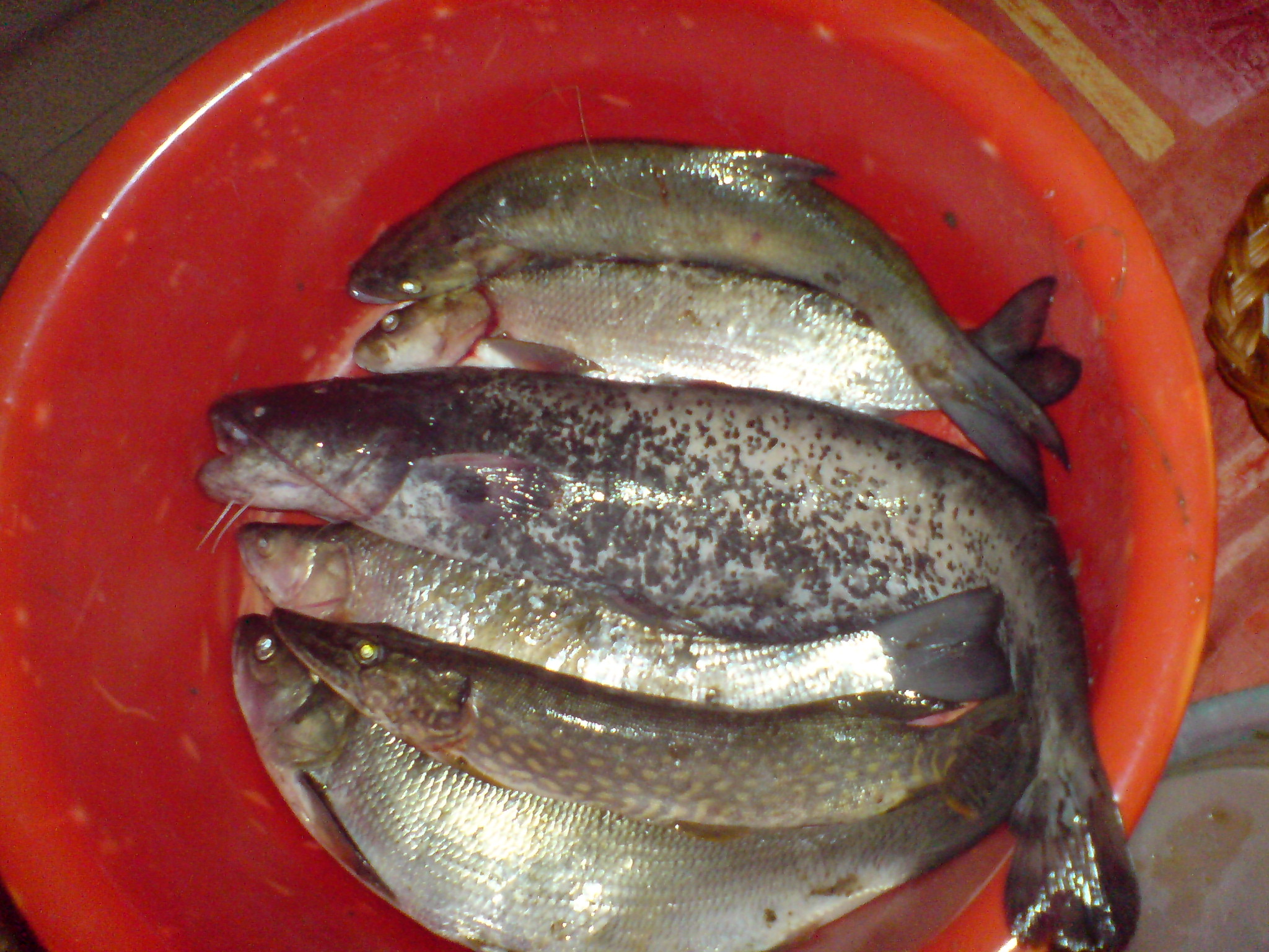 DSC01811.JPG