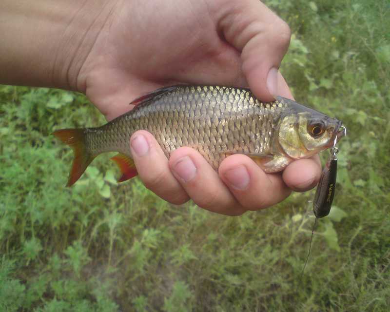 DSC02068_Moya.jpg