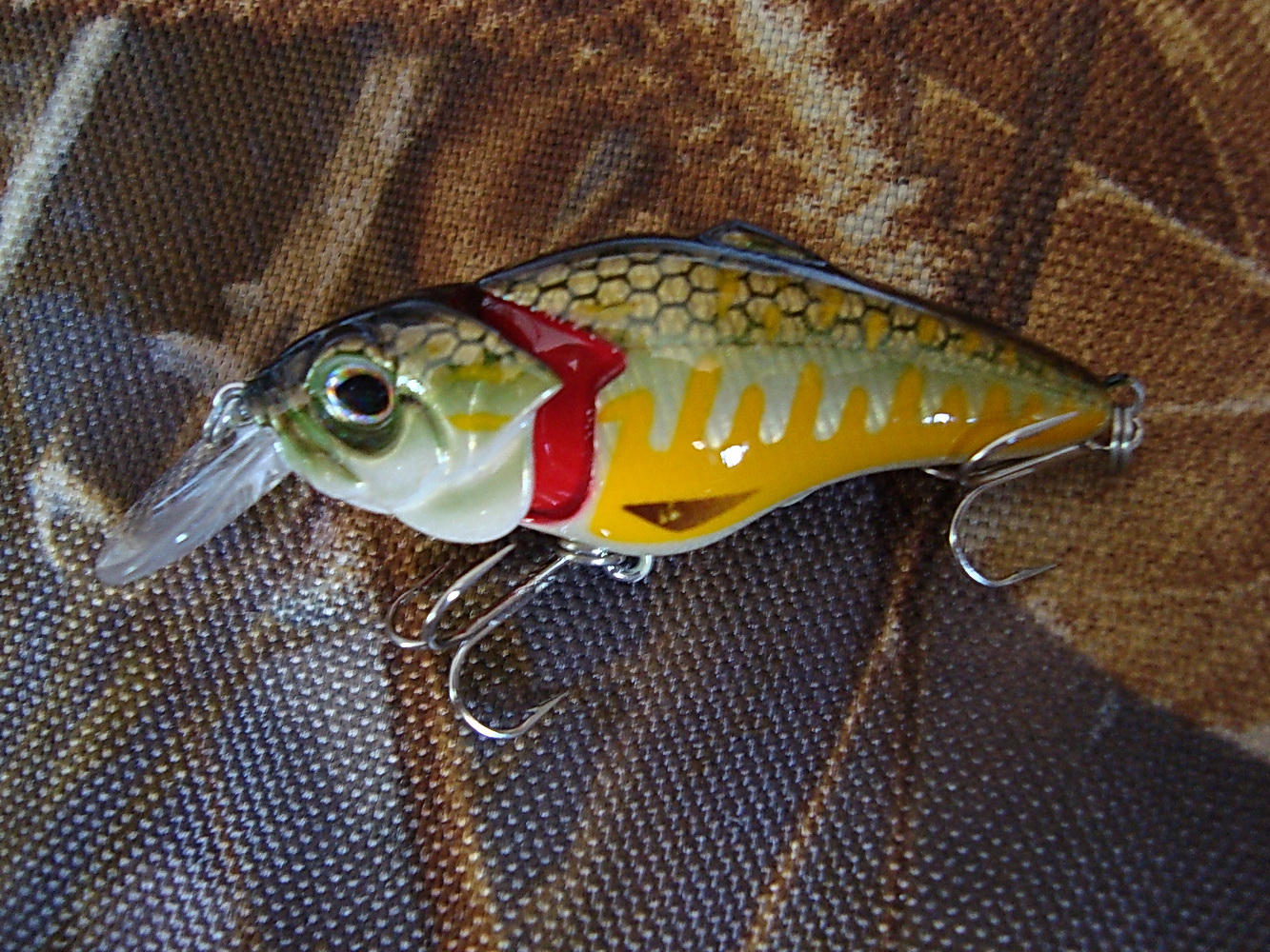 DSC02535.jpg