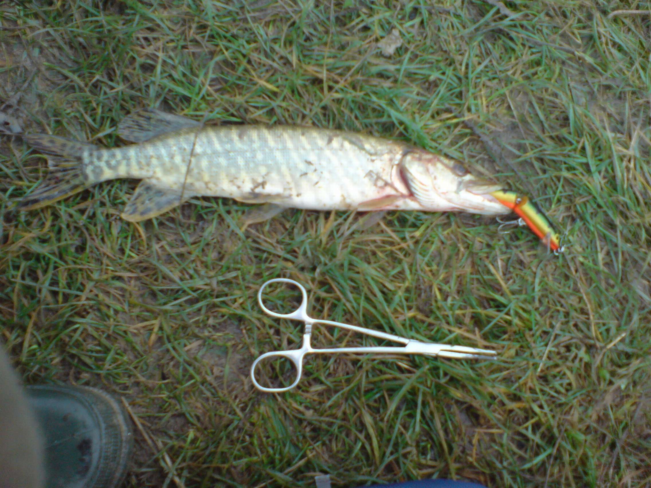 DSC03382_thumb.jpg