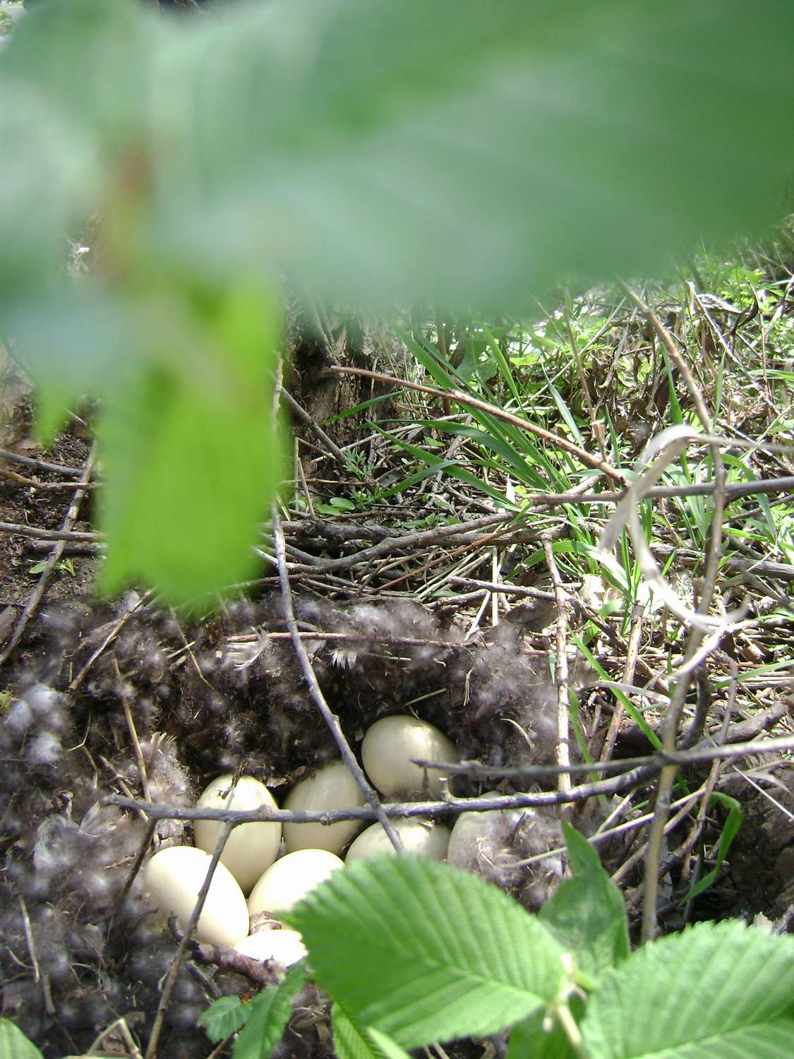 DSC06522_thumb.jpg