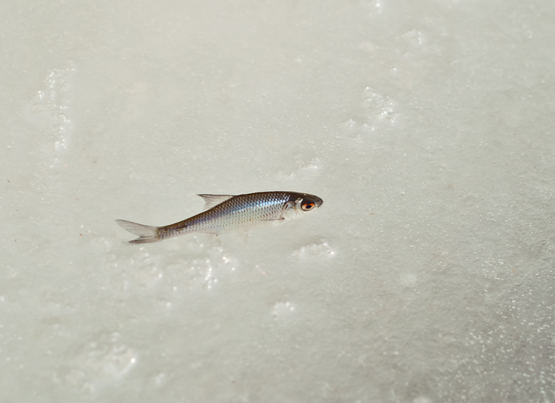 DSC_0019.jpg