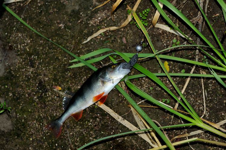 DSC_0031.jpg