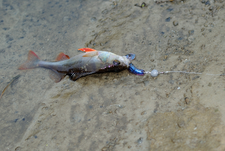 DSC_0033.jpg