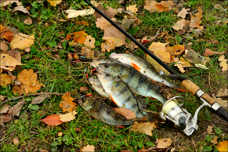 DSC_0045.jpg