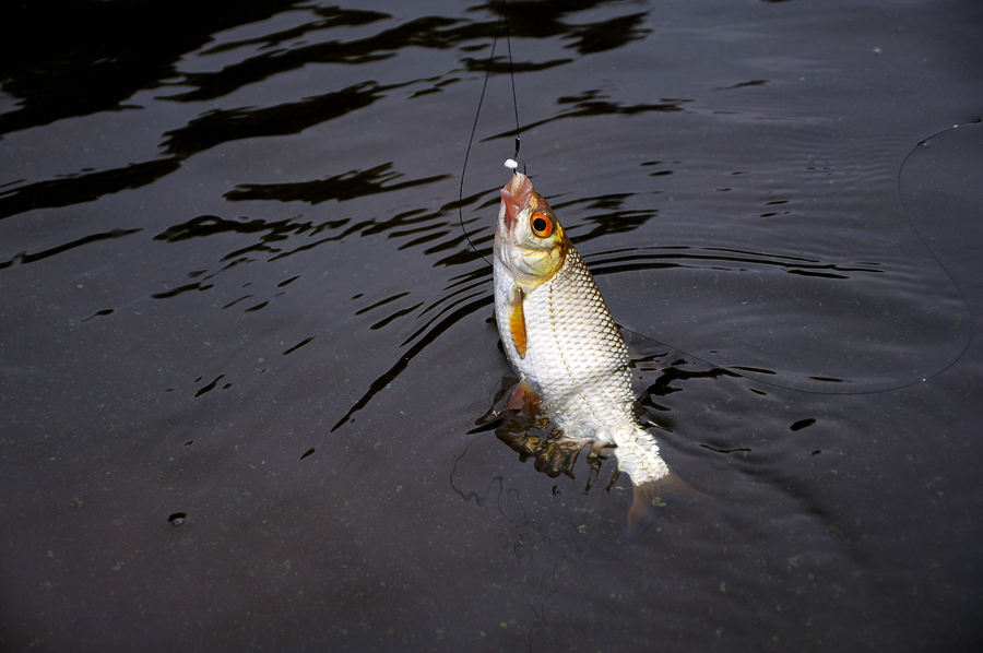 DSC_0058.jpg