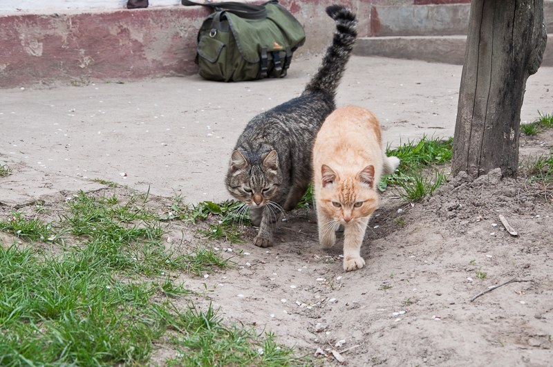 DSC_0061.jpg