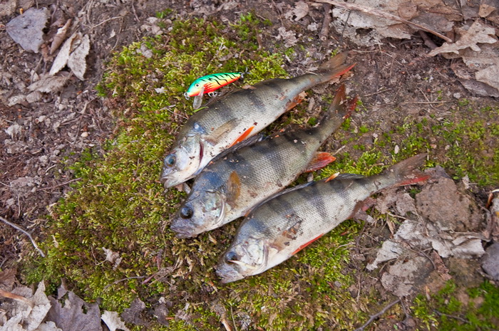DSC_0090.jpg