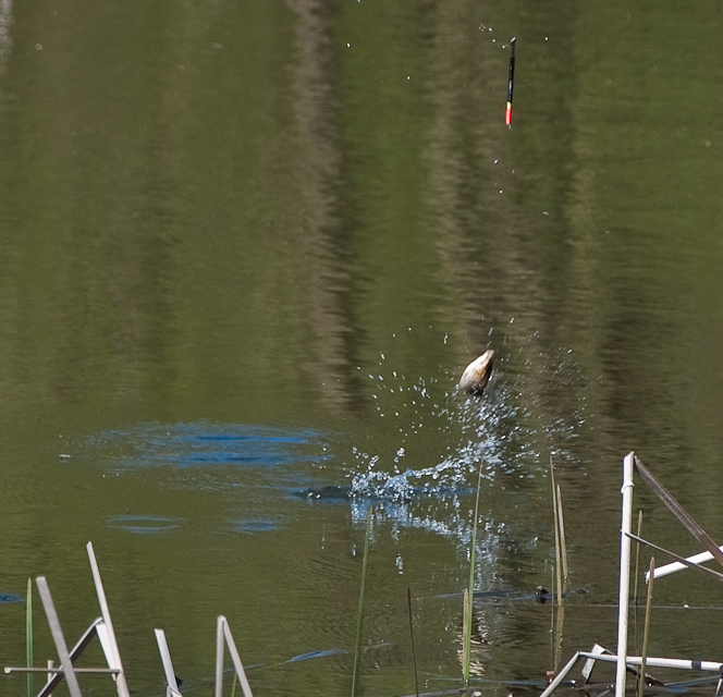 DSC_0288.jpg