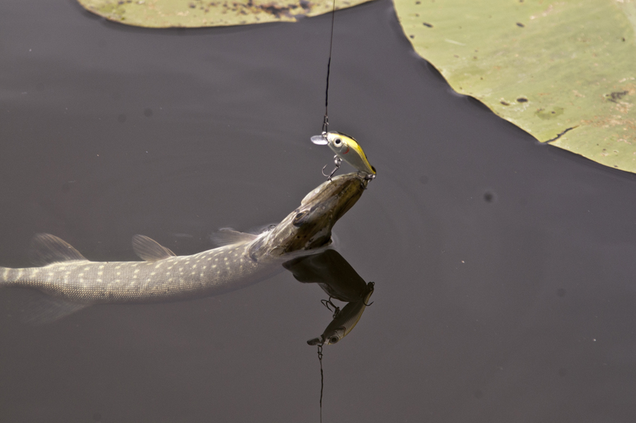 DSC_2724_1.jpg