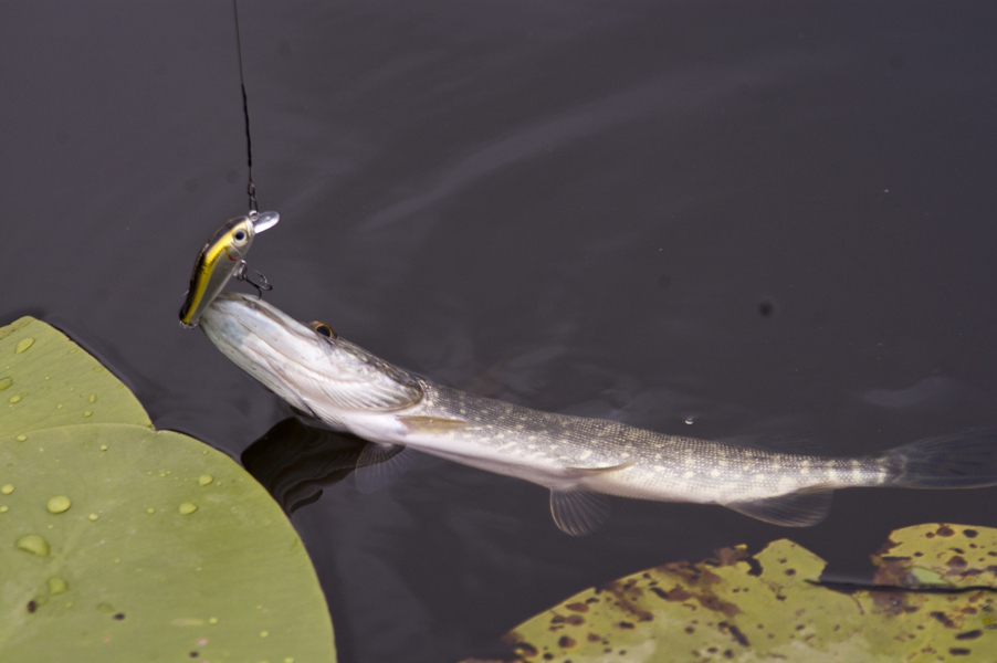 DSC_2725_1.jpg