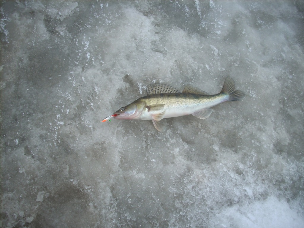 DSCN3780-1.JPG