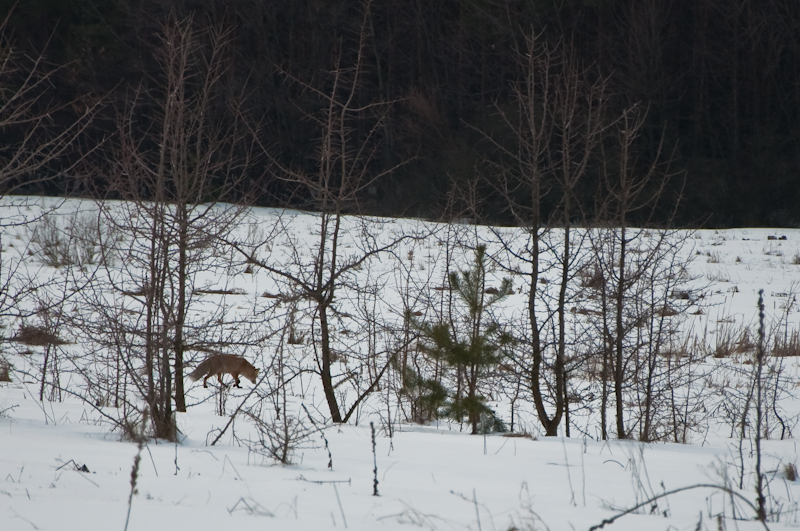 fox-0033.jpg