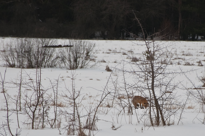 fox-0035.jpg