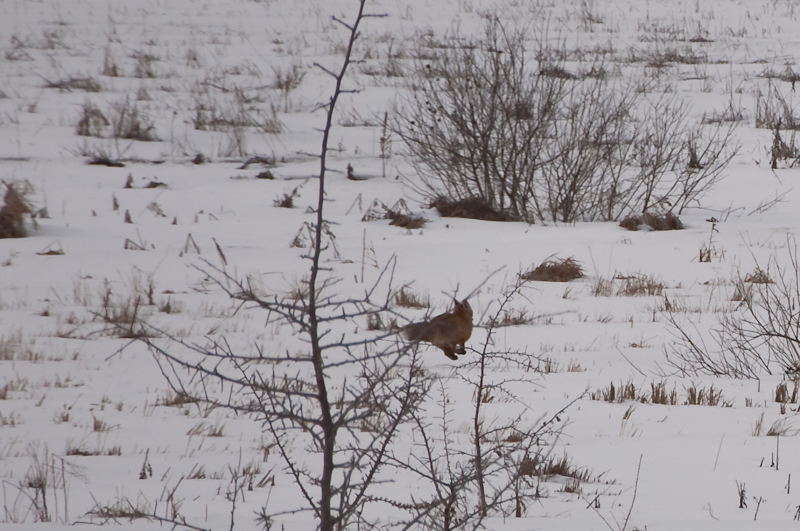 fox-0036.jpg