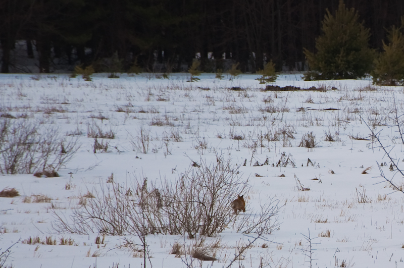 fox-0037.jpg