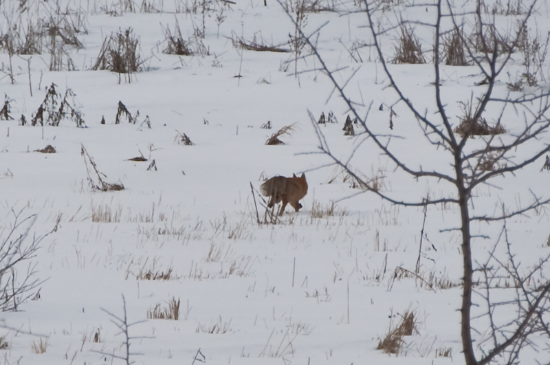 fox-0038.jpg