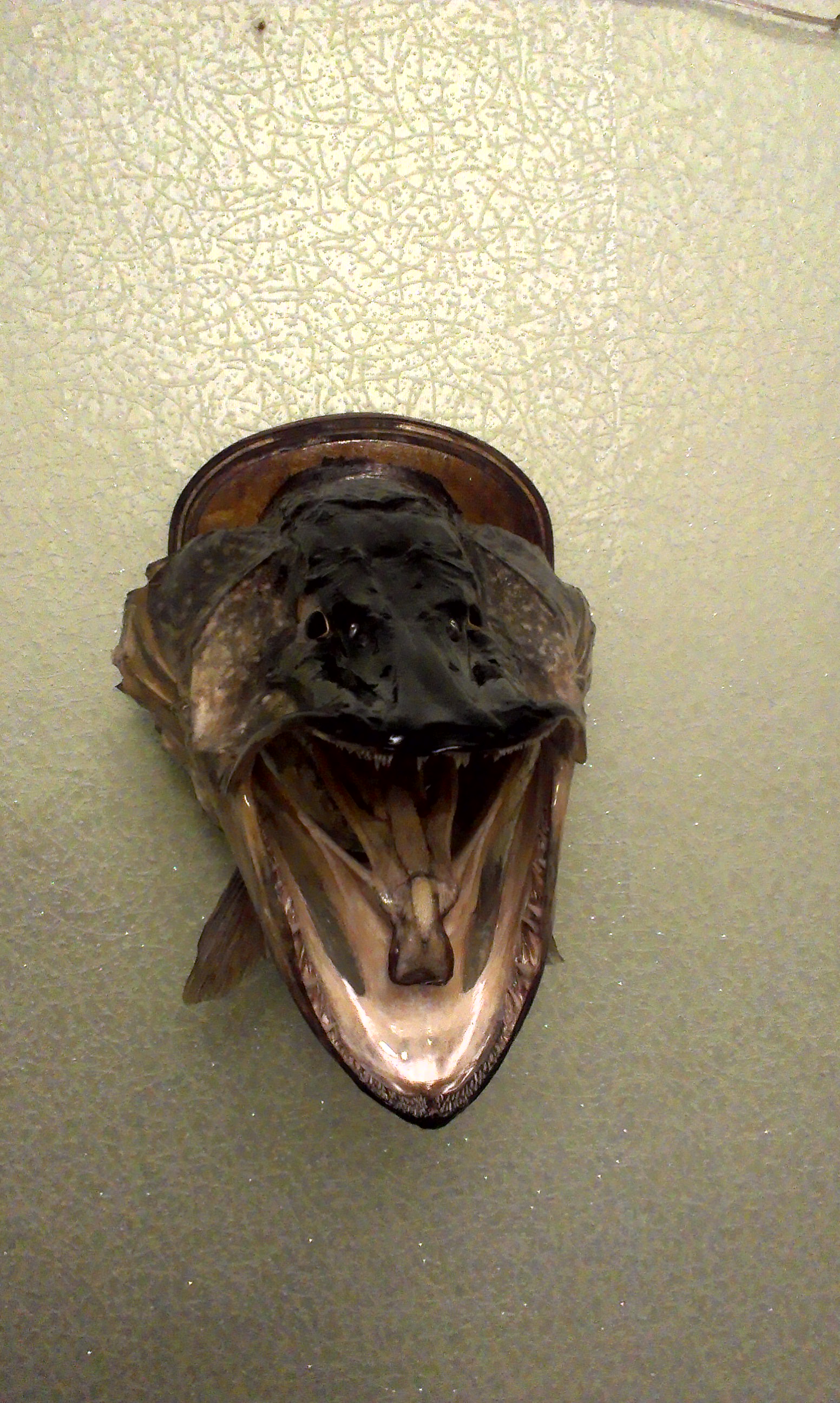 IMAG0004-1.jpg