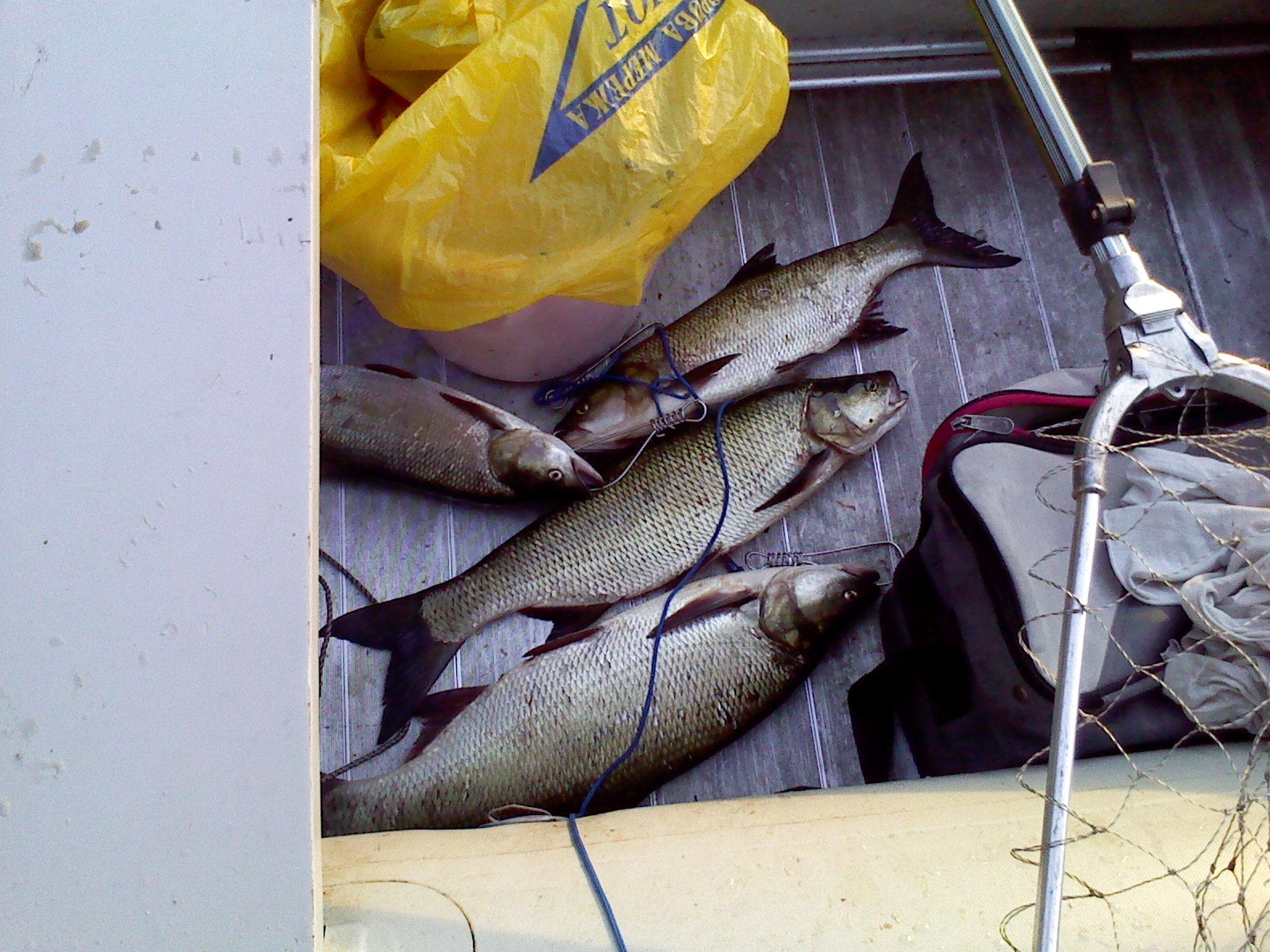 IMG00423.jpg