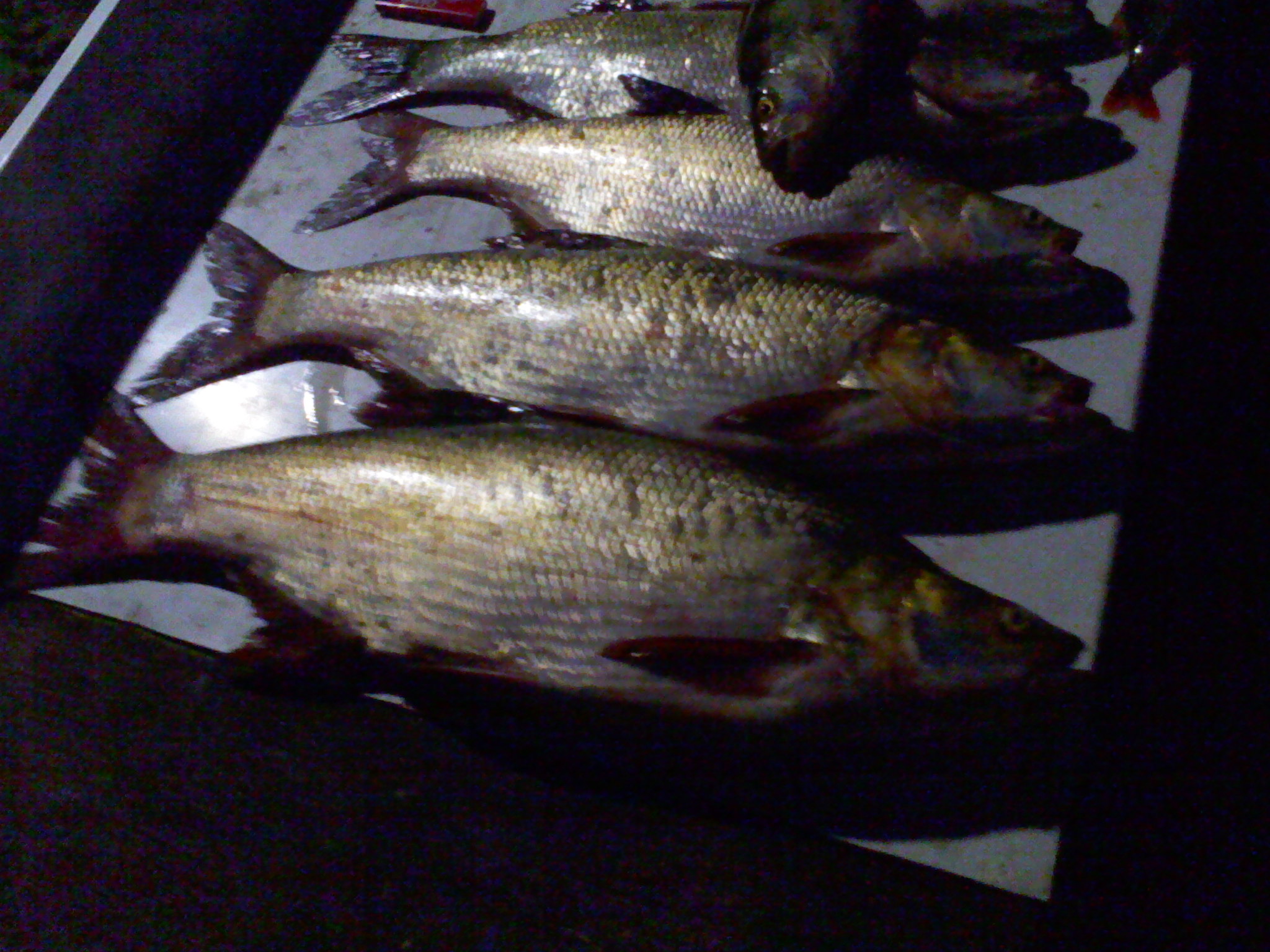IMG00427.jpg