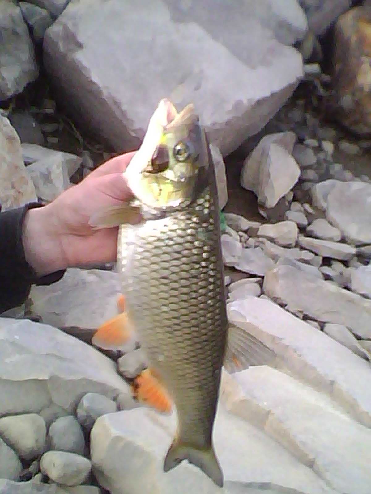 img0061a_827.jpg