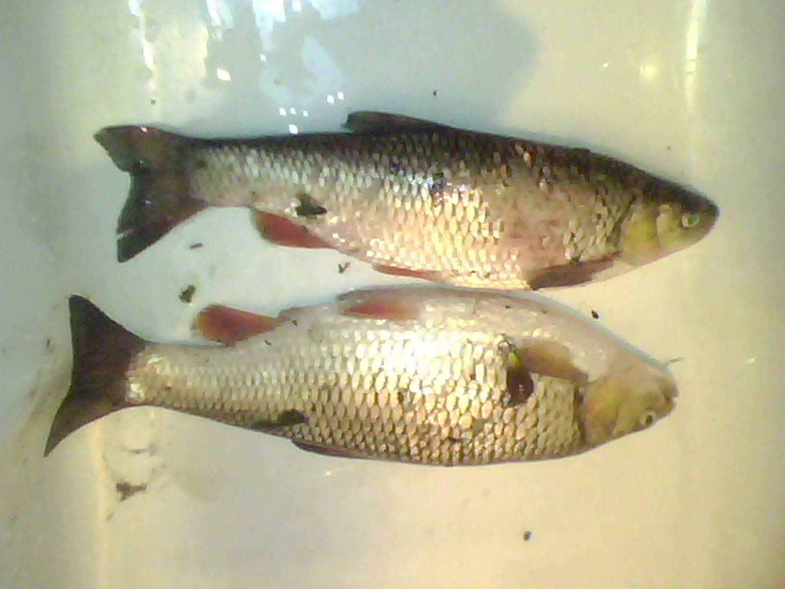 IMG0062A.jpg
