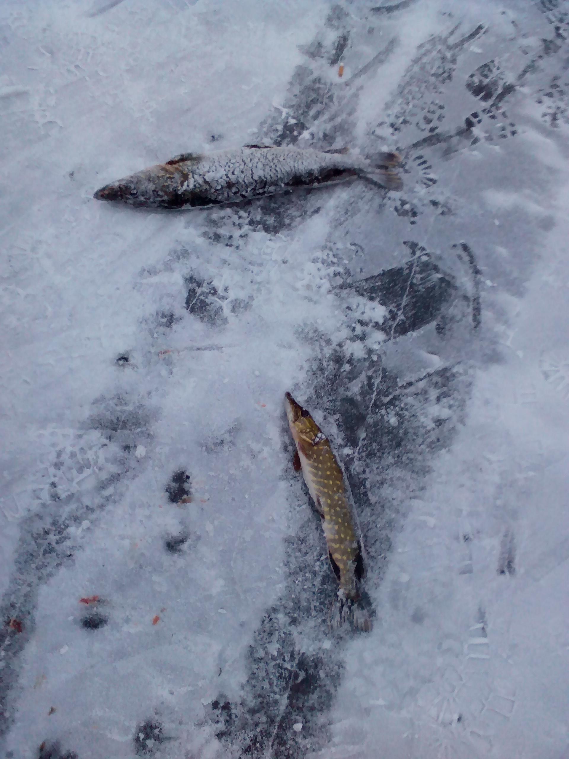 IMG_20141207_154137.jpg
