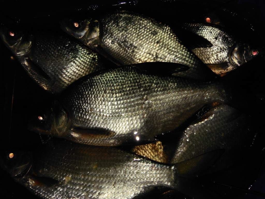 IMG_20200314_052053.jpg