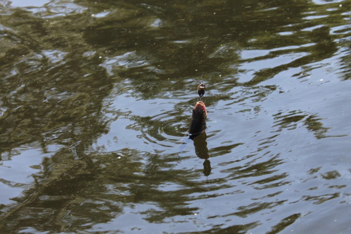 IMG_2460 (Копировать).JPG