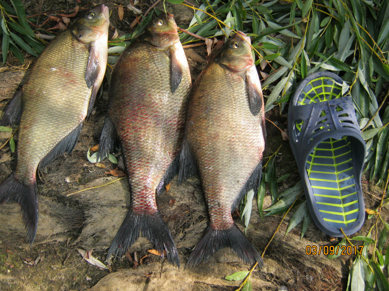 IMG_2622.JPG