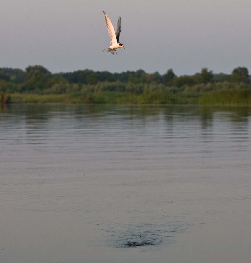 IMG_6018.jpg