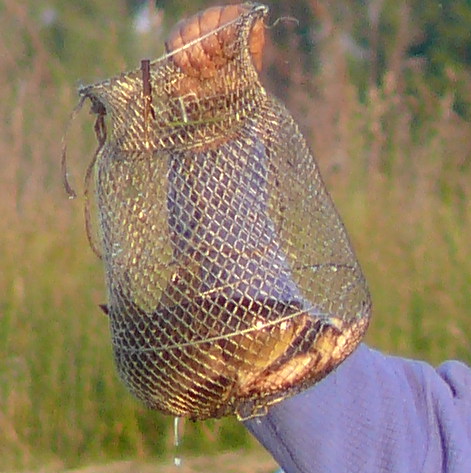 P1000876_cr.jpg