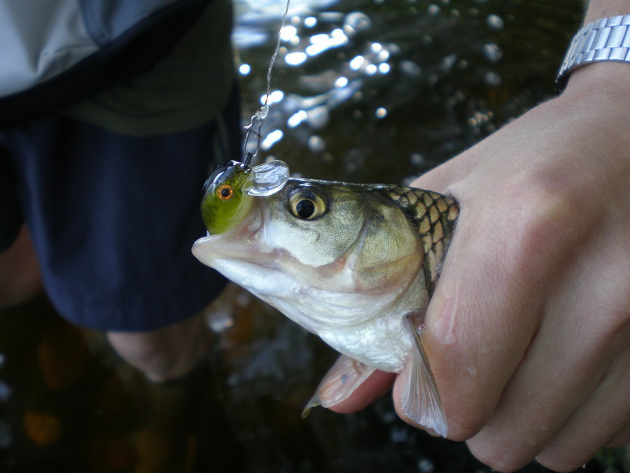 p6210464_210.jpg