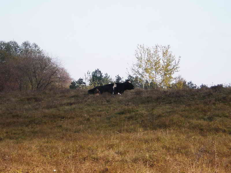 PA230012 1.jpg