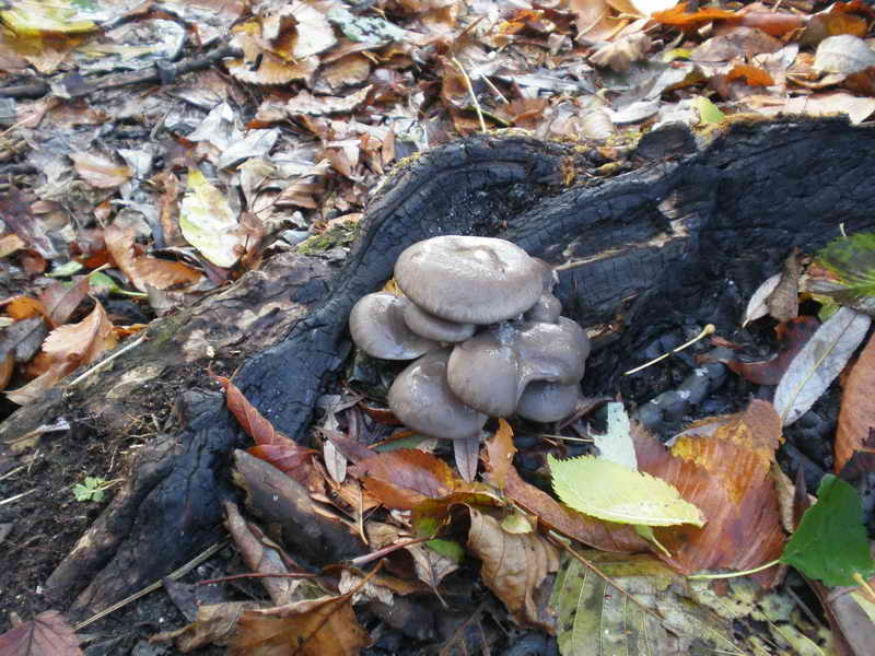 PA230013 1.jpg