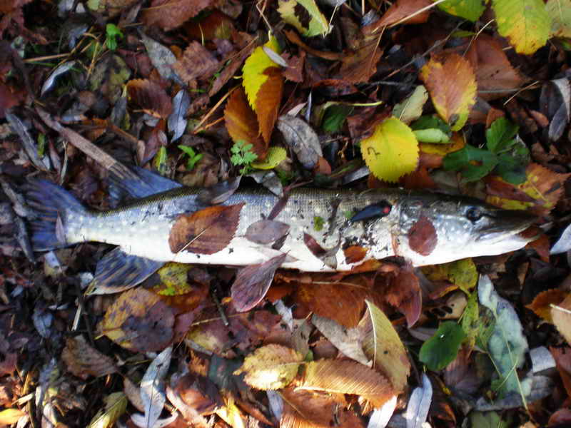 PA230016 1.jpg
