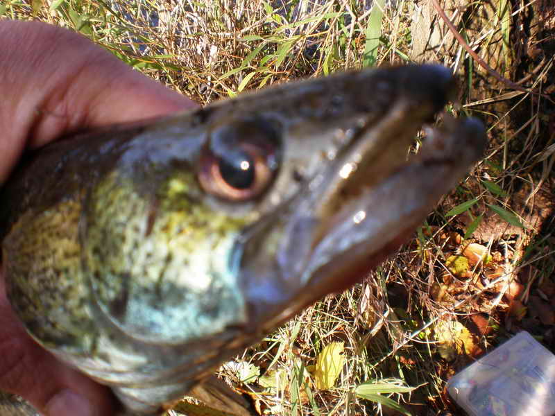 PA230021 1.jpg