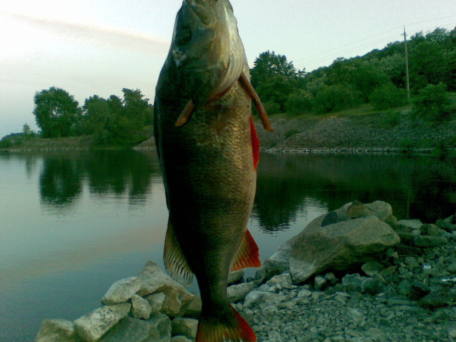 Perch 28.05.09.jpg