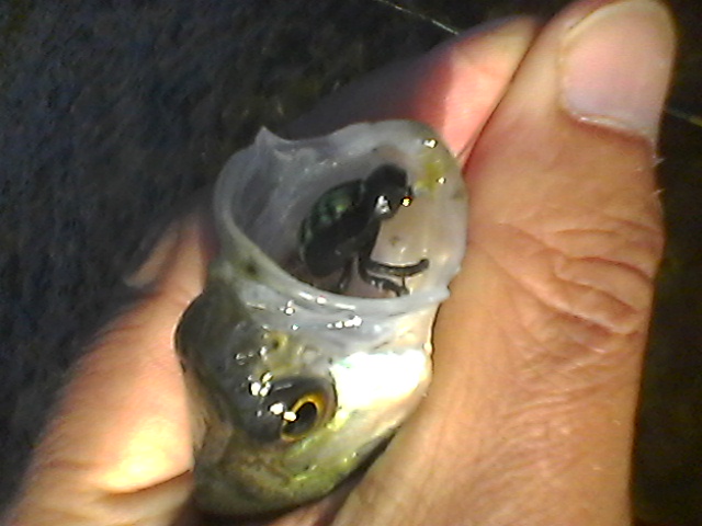 Photo0008.jpg