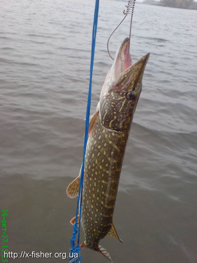 pike2kg.jpg