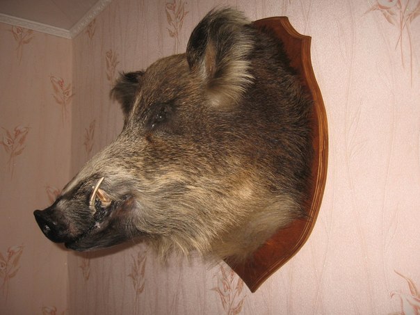 RJXr5FoJttU.jpg
